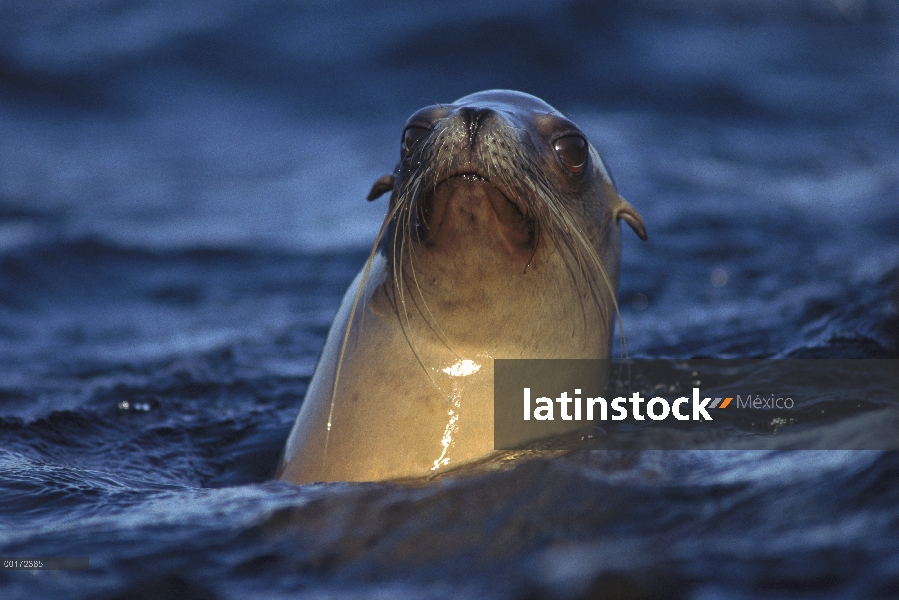 León marino de California (Zalophus californianus) mirando a su alrededor en la superficie, Baja Cal