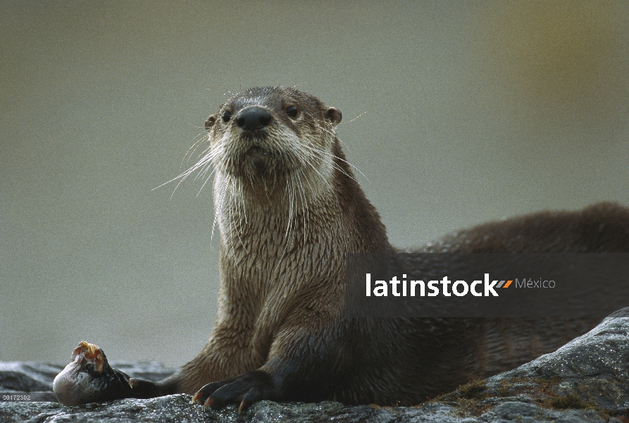 América del norte nutria de río (Lontra canadensis) hace una pausa mientras se alimenta de peces, Mo