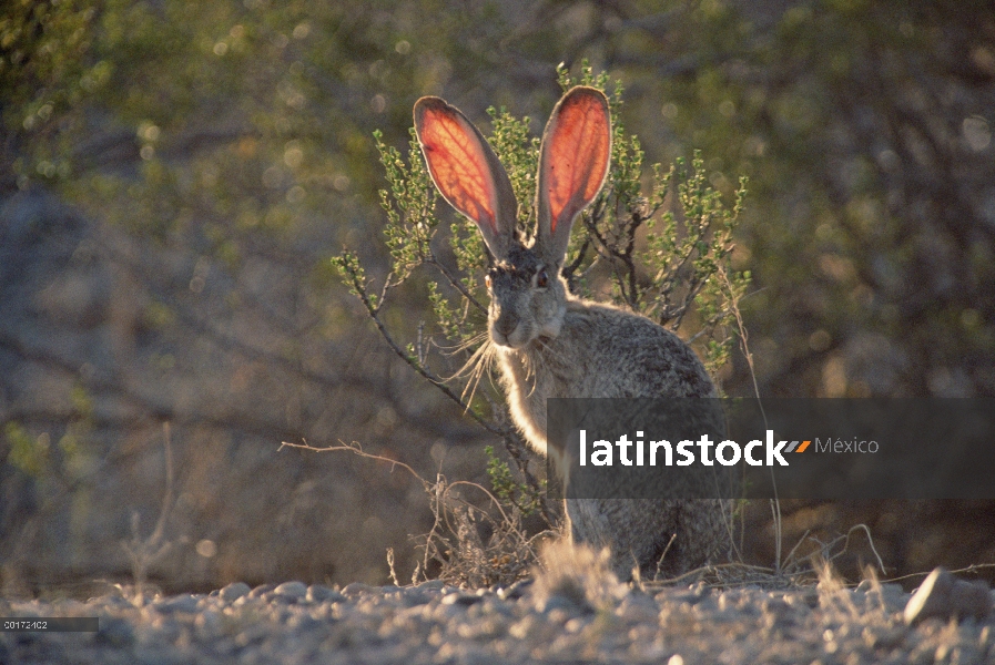 Cola negra liebre (Lepus californicus) oeste de Norte América