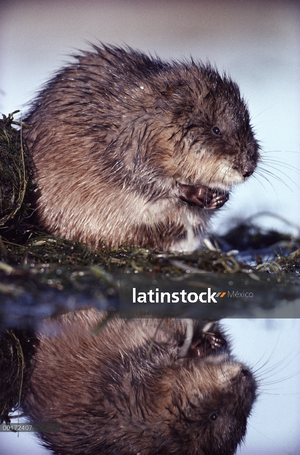 Rata almizclera (Ondatra zibethicus) reflejado en el agua en el borde del estanque, Alberta, Canadá