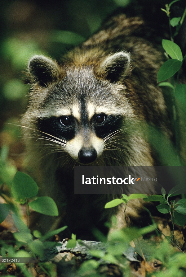 Retrato de mapache (Procyon lotor) en el bosque, América del norte