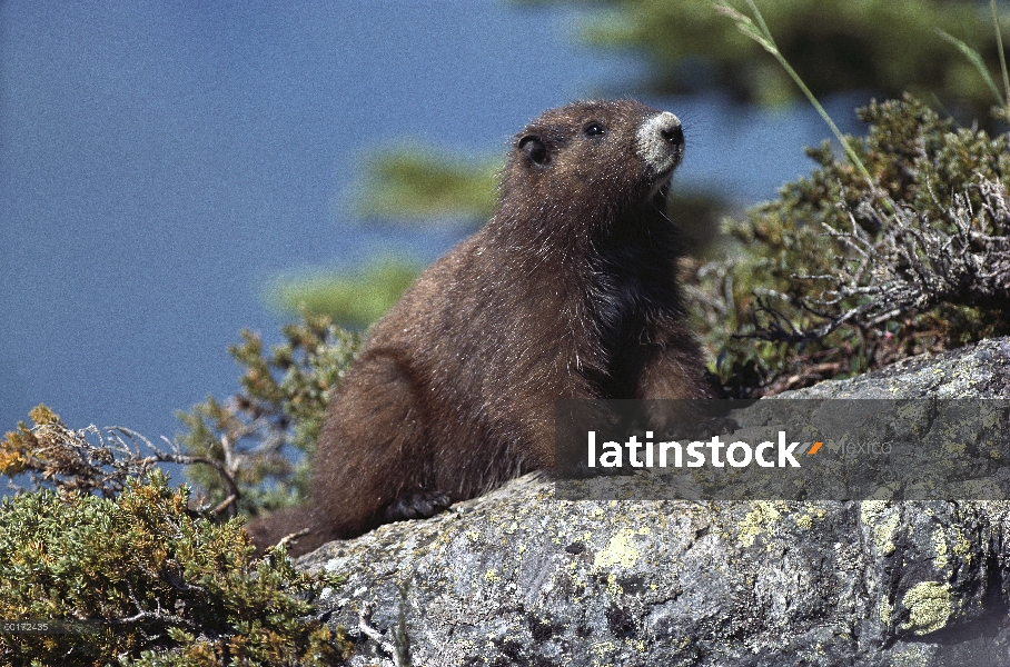 Retrato de la marmota de la isla de Vancouver (vancouverensis de Marmota) en rock, British Columbia,