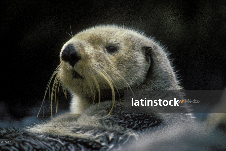 Nutria marina (Enhydra lutris) retrato adultos, isla de Vancouver, Columbia Británica, Canadá