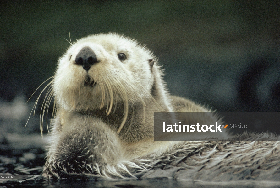 Retrato de nutria marina (Enhydra lutris), isla de Vancouver, Columbia Británica, Canadá