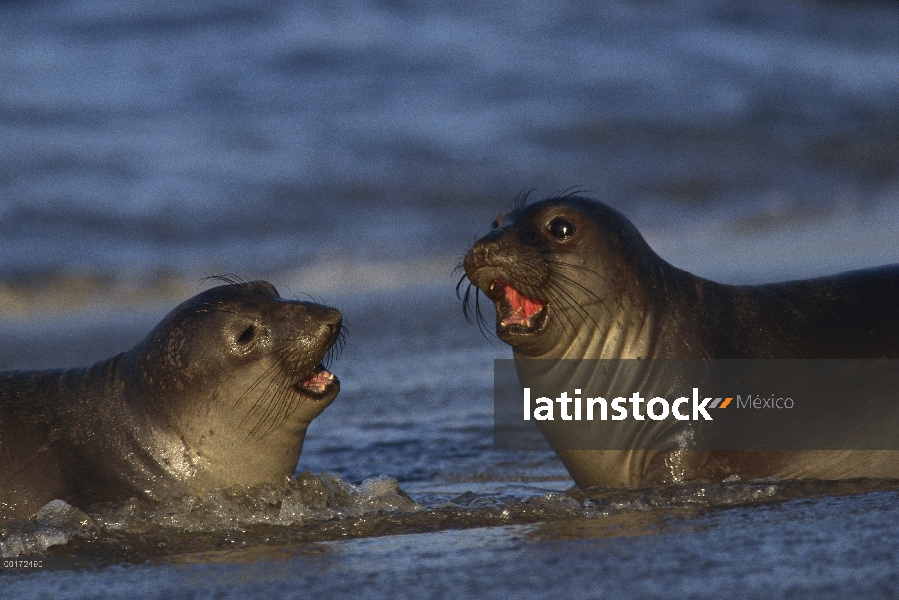 Cachorros de elefante marino (mirounga Angustirostris) norte en la playa