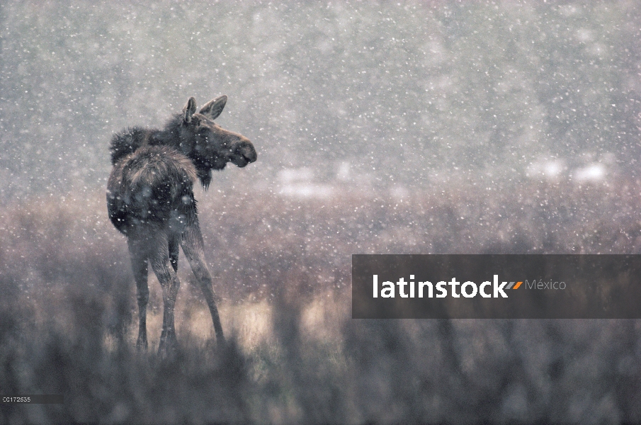 Alces (Alces alces shirasi) jóvenes en una tormenta de nieve