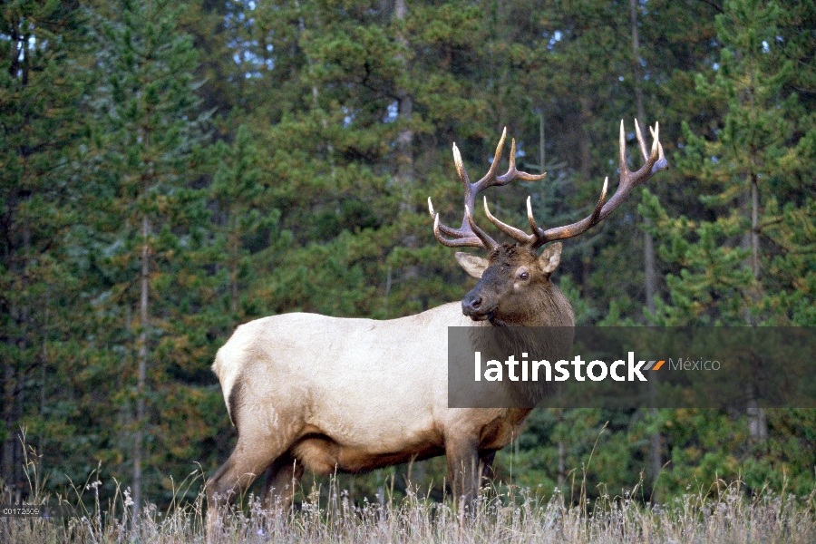 Retrato masculino de Elk (Cervus elaphus), América del norte