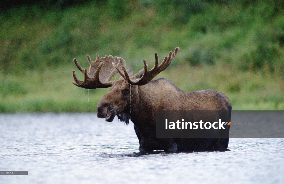 Hombre de alces (Alces alces) elevar la cabeza mientras se alimentan en el fondo de un lago, América