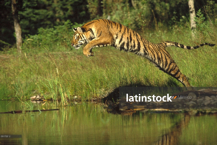 Tigre siberiano (Panthera tigris altaica), saltando a través de río, Asia