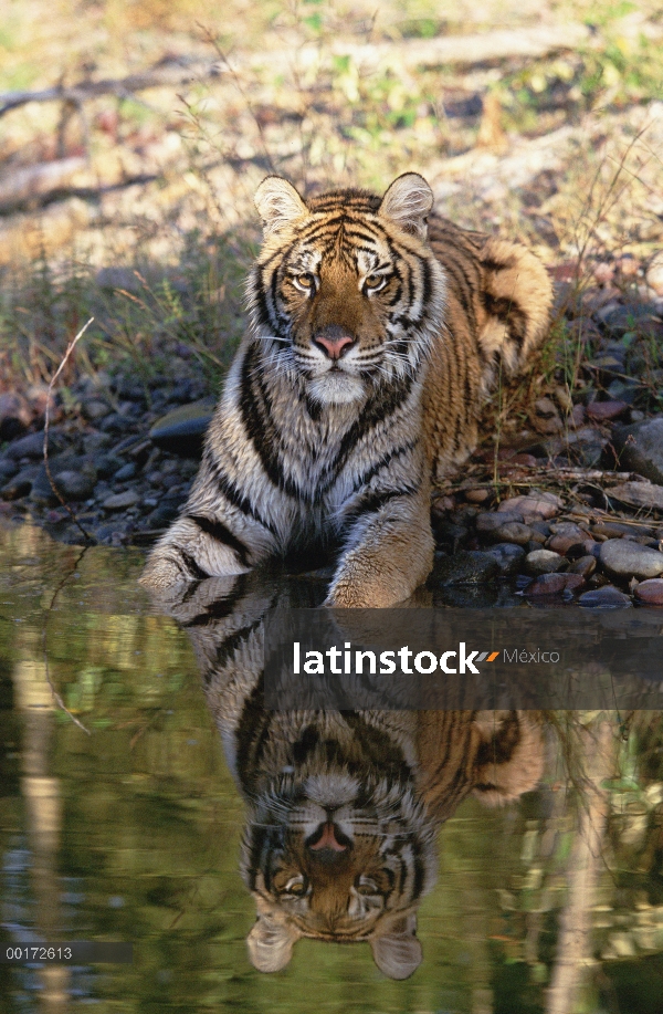 Tigre siberiano (Panthera tigris altaica) descansando a lo largo de la orilla