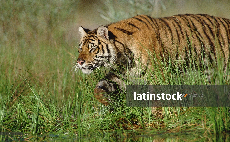 Tigre siberiano (Panthera tigris altaica) caminando por la hierba alta a lo largo de la orilla