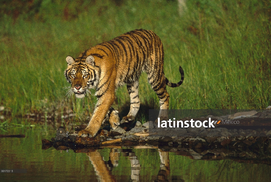 Tigre siberiano (Panthera tigris altaica) caminando por el borde de las aguas, nativa de Asia