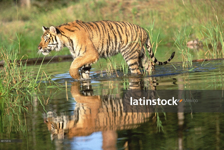 Tigre siberiano (Panthera tigris altaica) caminando por un río de poca profundidad con reflexión