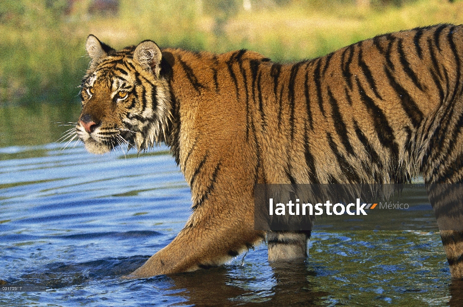 Tigre siberiano (Panthera tigris altaica), recorriendo río poco profundo, Asia