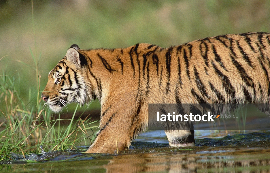 Tigre siberiano (Panthera tigris altaica) caminando por un río poco profundo