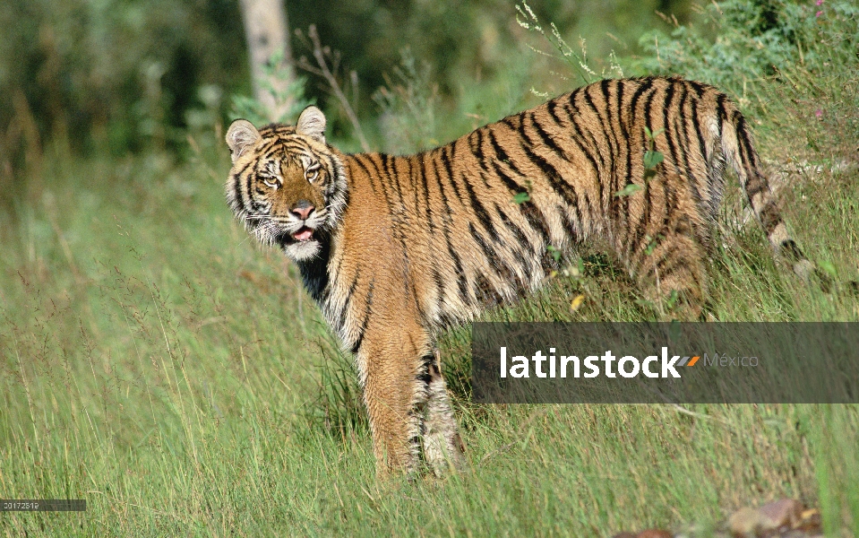 Tigre siberiano (Panthera tigris altaica) en hierba verde