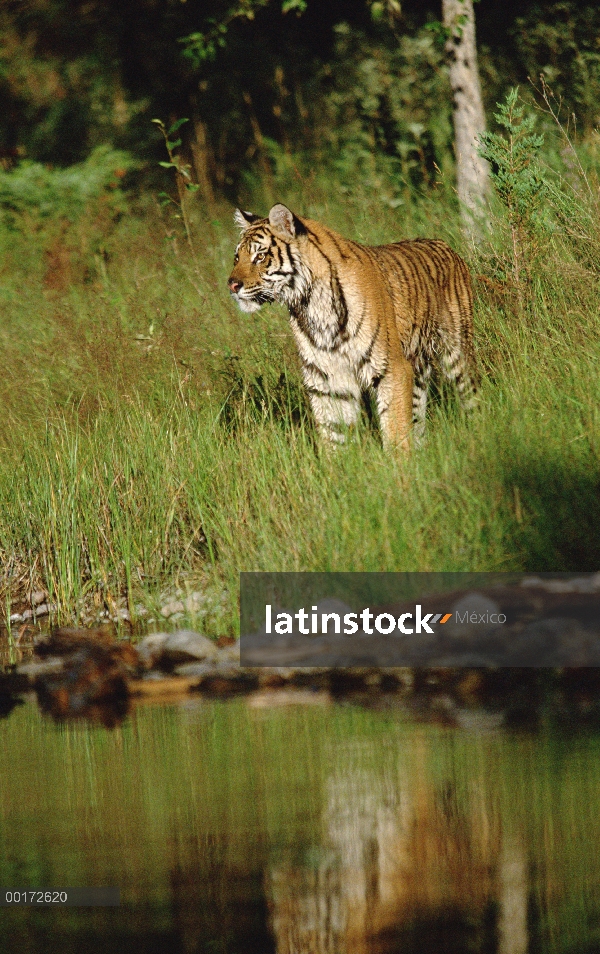 Tigre siberiano (Panthera tigris altaica) en pasto verde a lo largo de la orilla