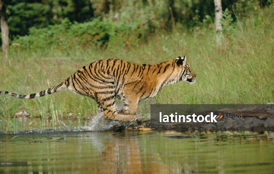 Tigre siberiano (Panthera tigris altaica) corriendo por un río poco profundo