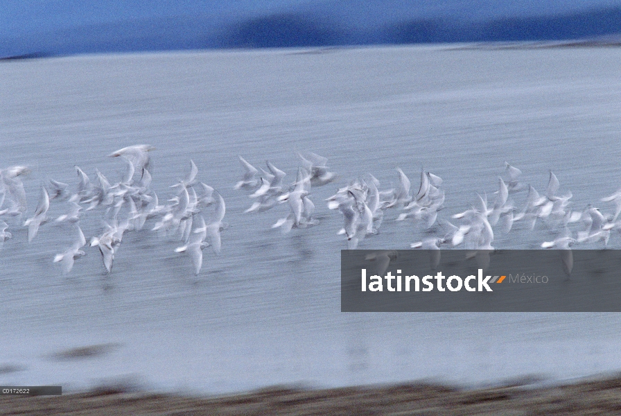 Gaviota argéntea (Larus argentatus) bandada volando, América del norte