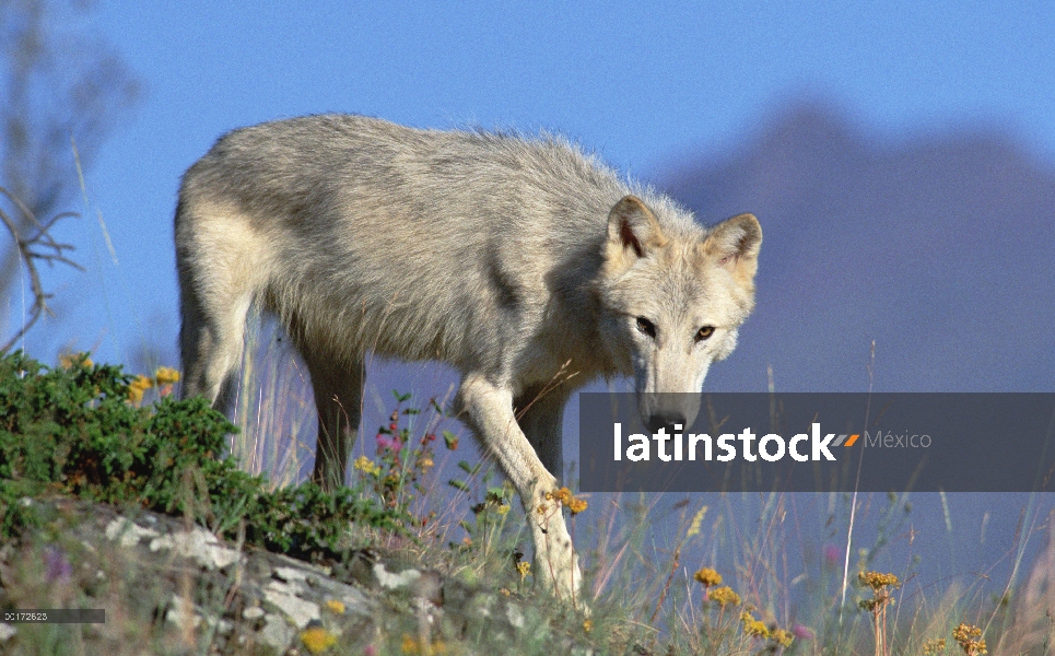 Retrato de lobo (Canis lupus), Montana