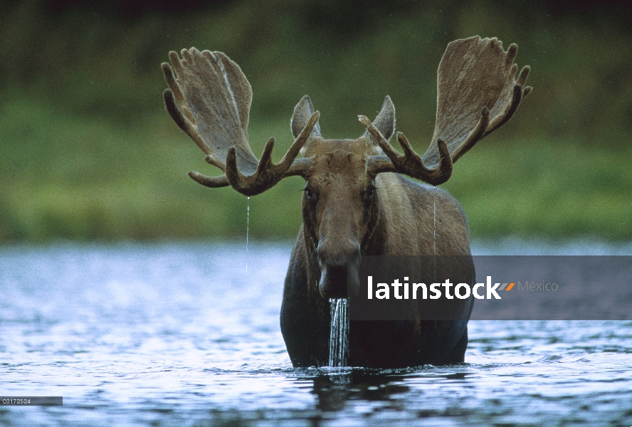 Hombre de alces (Alces alces) elevar la cabeza mientras se alimentan en el fondo de un lago, América