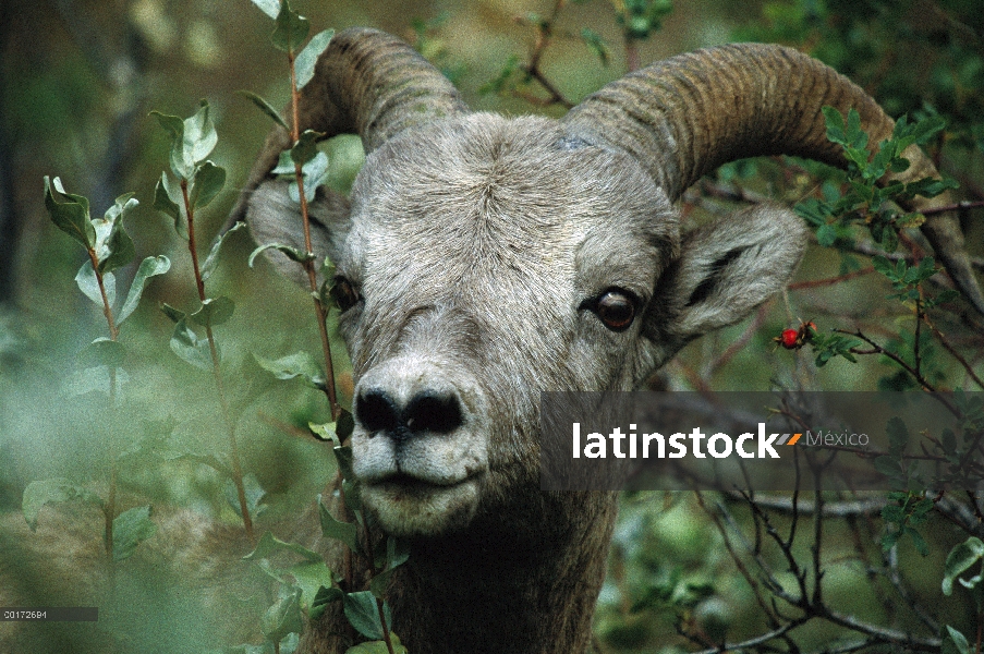 Retrato de ovejas (Ovis canadensis) Borrego entre arbustos, América del norte