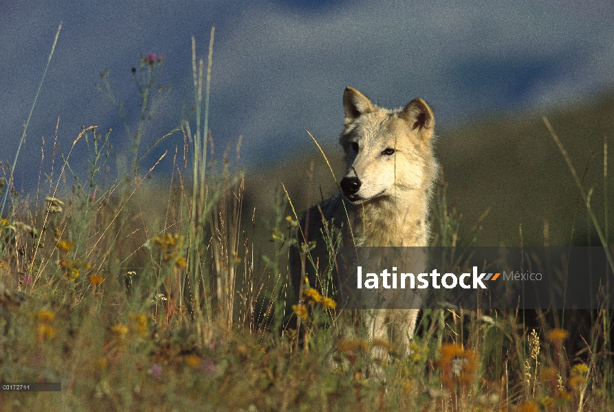 Lobo (Canis lupus) en el campo, Montana