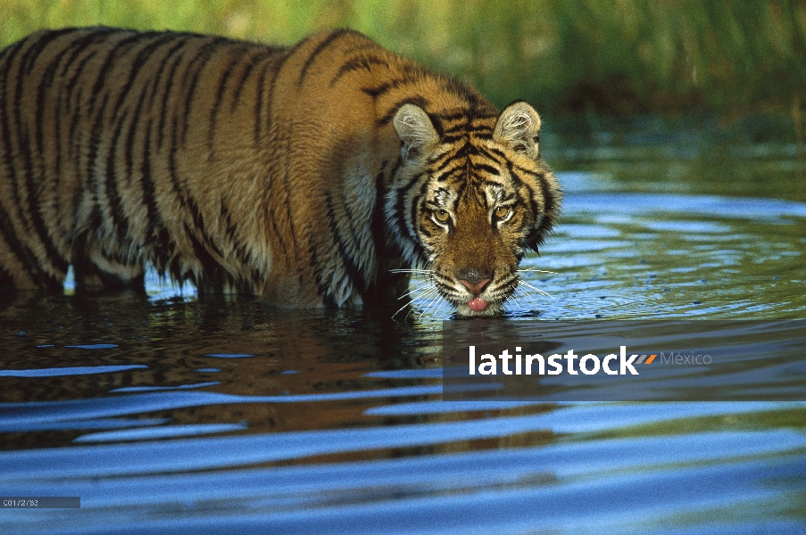 Tigre siberiano (Panthera tigris altaica) en hábitat natural