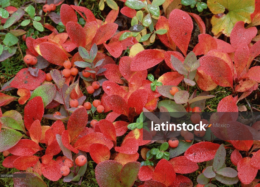 Gayuba (Arctostaphylos uva ursi) en suelo del bosque en otoño, territorio de Yukon, Canadá