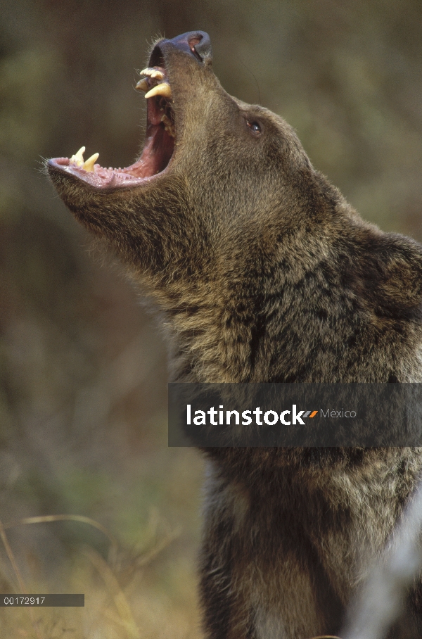 Oso Grizzly (Ursus arctos horribilis) llamar, América del norte