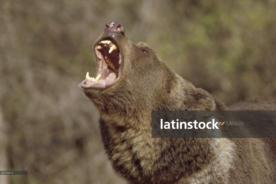 Oso Grizzly (Ursus arctos horribilis) llamar, América del norte