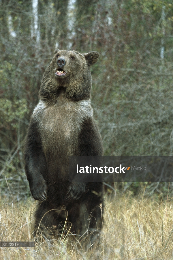 Oso Grizzly (Ursus arctos horribilis) permanente, América del norte