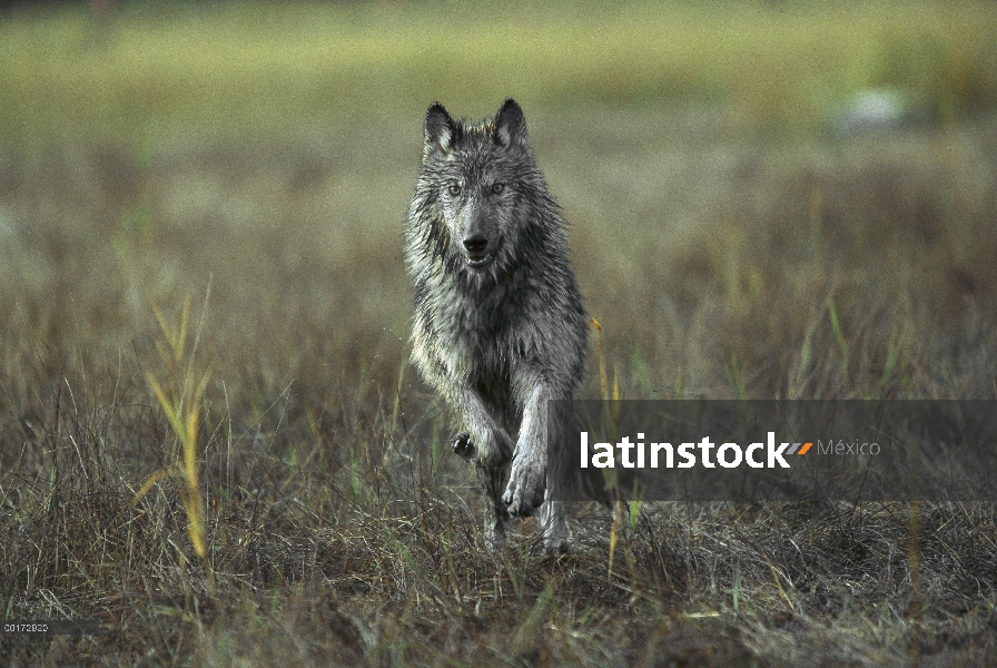 Lobo (Canis lupus) en ejecución, América del norte