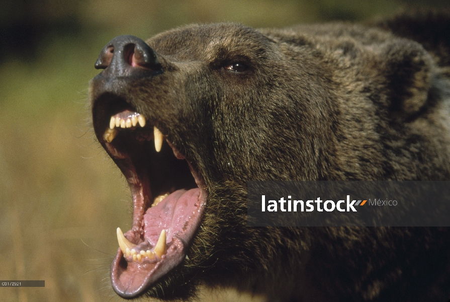 Oso Grizzly (Ursus arctos horribilis) llamar, América del norte