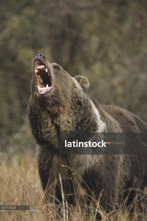 Oso Grizzly (Ursus arctos horribilis) llamar, América del norte