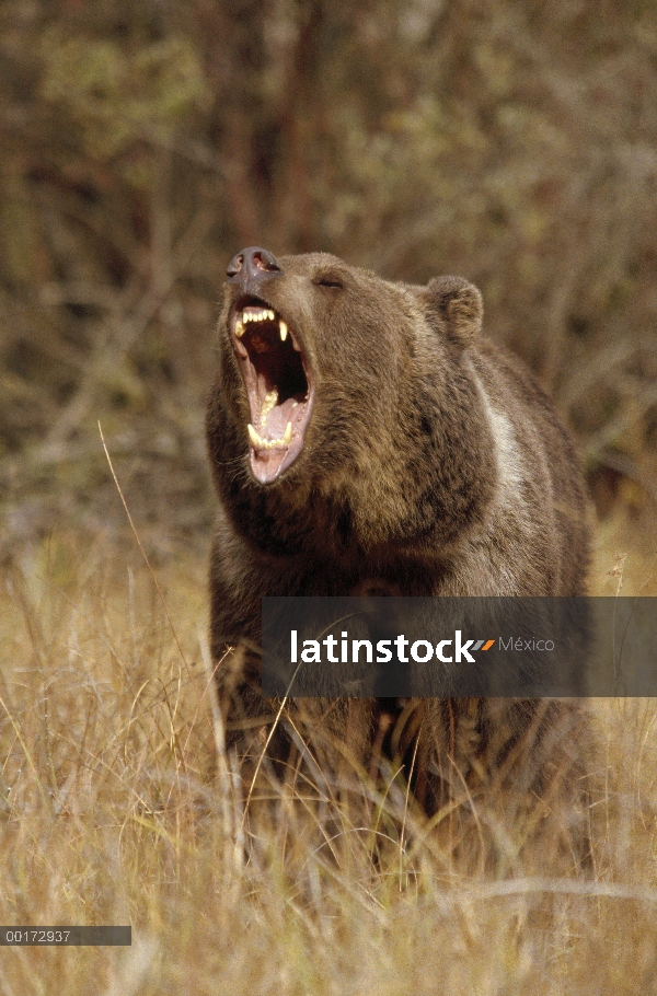 Oso Grizzly (Ursus arctos horribilis) llamar, América del norte