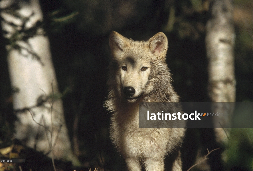 Retrato de lobo (Canis lupus), América del norte