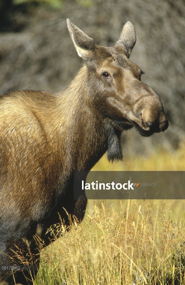 Mujer de alces (Alces alces), América del norte