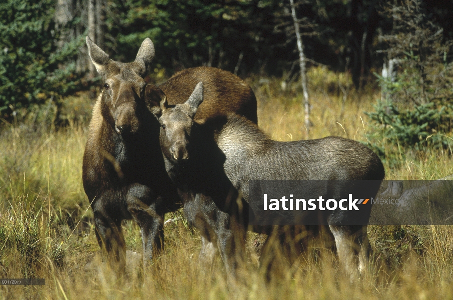 Madre de alces (Alces alces) y becerro, América del norte