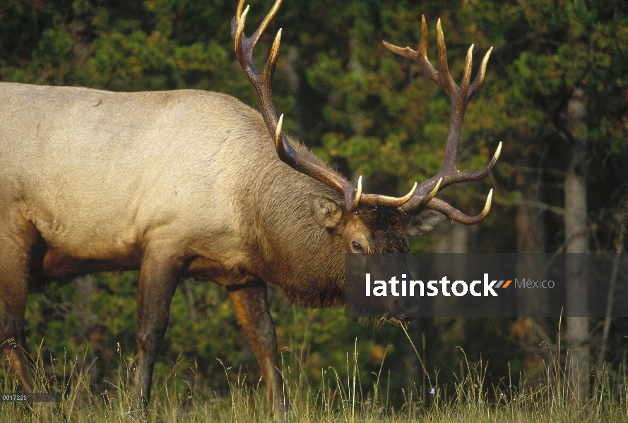 Elk (Cervus elaphus) pastoreo, América del norte