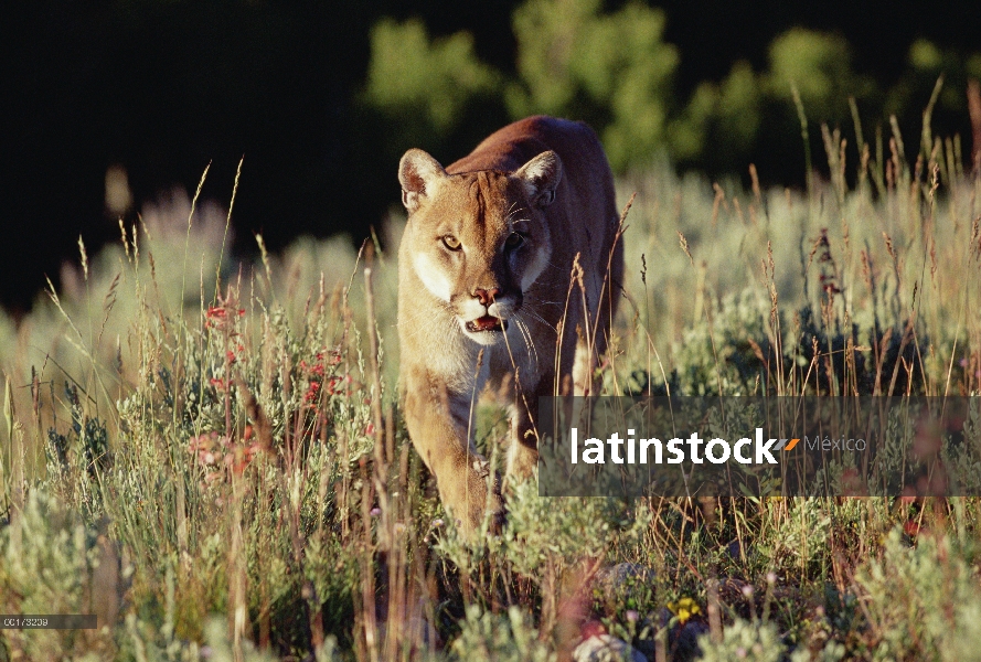 León de montaña (Puma concolor) caminando por la hierba alta a la cámara, de América del norte