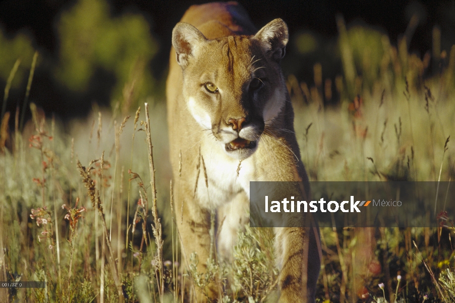 León de montaña (Puma concolor) caminando por la hierba alta a la cámara, de América del norte