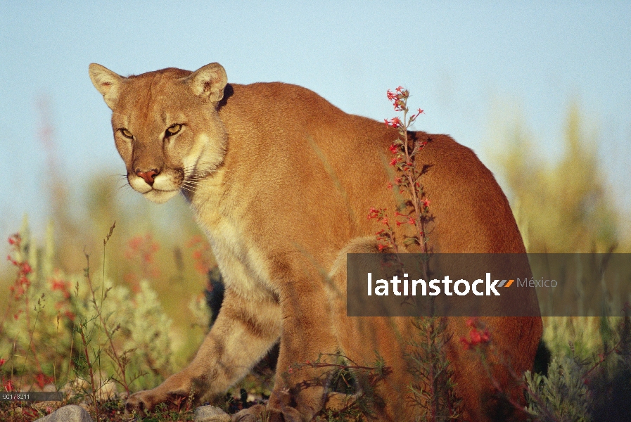 Retrato de León de montaña (Puma concolor), América del norte