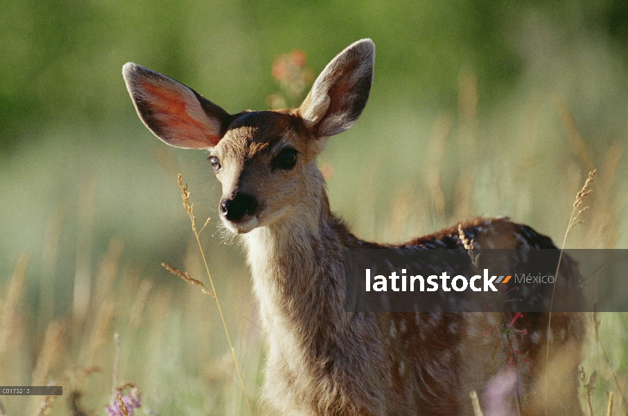 Cervatillo de venado bura (Odocoileus hemionus), América del norte