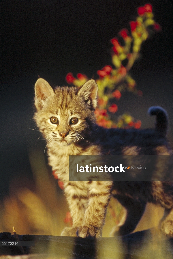 Pie de gato Bobcat (Lynx rufus) en tronco, América del norte