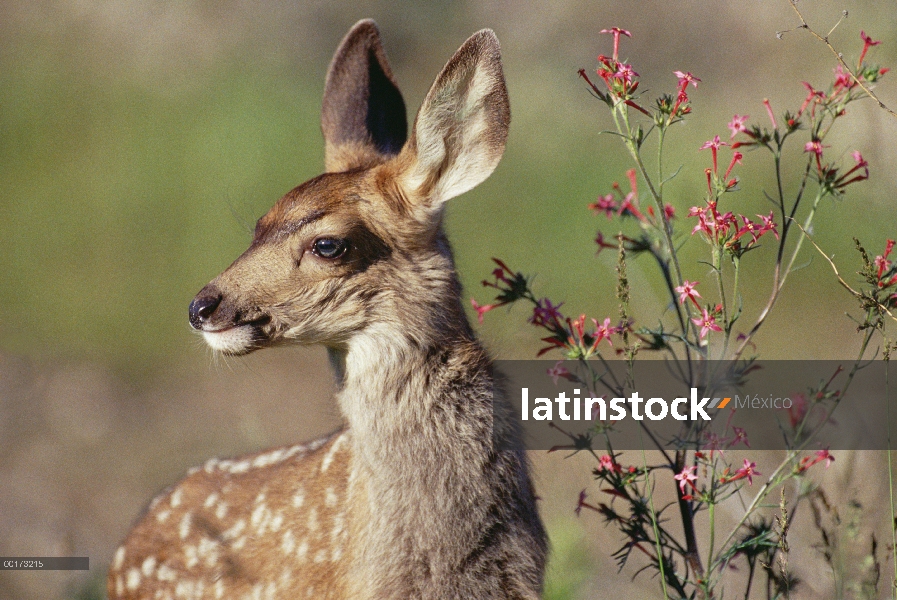 Venado bura (Odocoileus hemionus) fawn retrato, América del norte