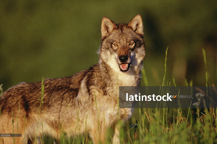 Retrato de lobo (Canis lupus), América del norte