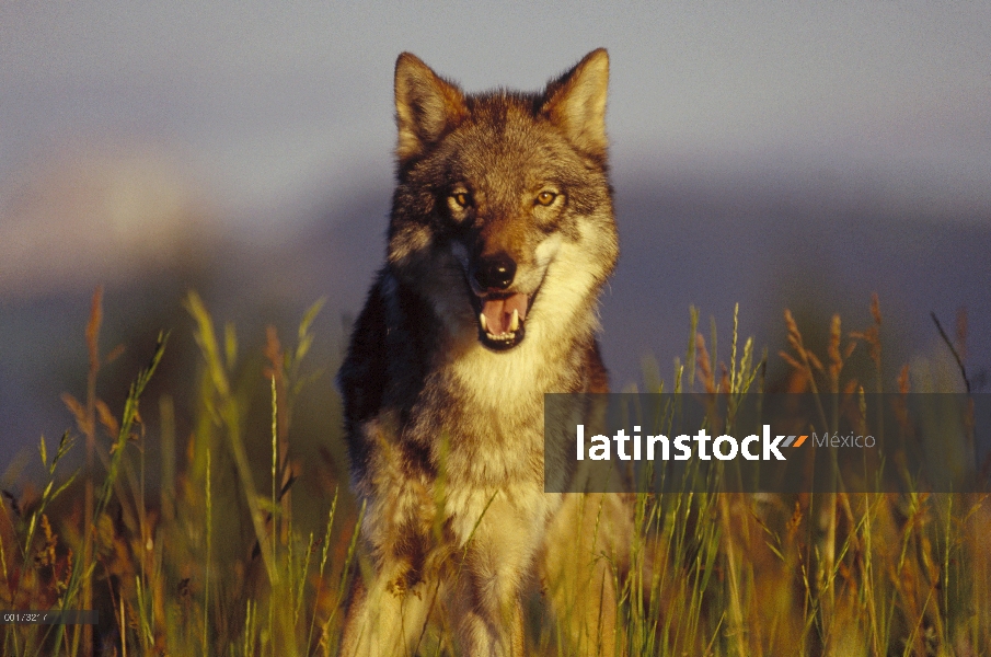 Retrato de lobo (Canis lupus), América del norte