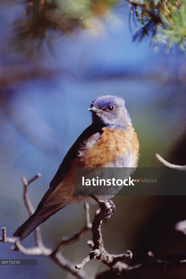 Retrato hombre Western Bluebird (Sialia mexicana), Nuevo México