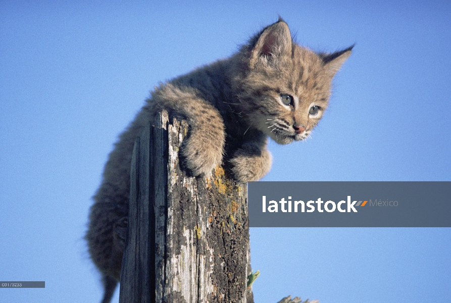 Pie de gato Bobcat (Lynx rufus) en tronco, América del norte